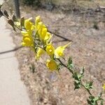 Linaria dalmatica Blomst