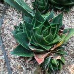 Aristaloe aristata cv. 'Cosmo' आदत