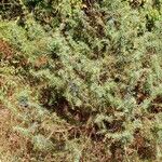 Juniperus communis 整株植物