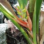 Guzmania plumieri Vrucht