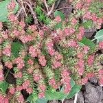 Sedum moranense Leaf