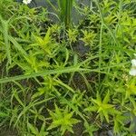 Sagittaria graminea Blad