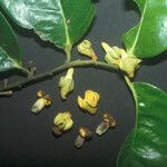 Diospyros cayennensis Flower