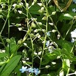 Myosotis scorpioides Fruit