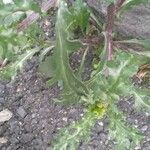 Senecio vulgaris Blad