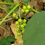 Toxicodendron radicans Fruit