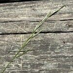 Brachypodium sylvaticum Flor