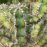 Euphorbia polyacantha Кора