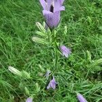 Campanula sibirica 花