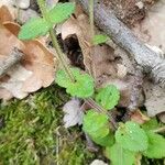 Veronica arvensis Lapas