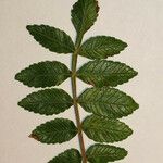 Rhus coriaria Otro
