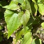 Mikania scandens Leaf