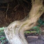 Juniperus virginiana 樹皮