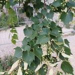 Tilia mongolica Hostoa