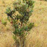 Breonia havilandiana Hábito
