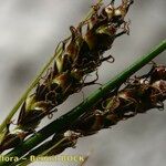 Carex mucronata Fruto