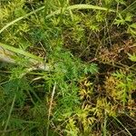 Peucedanum alsaticum Blatt