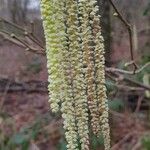 Corylus avellanaFlower