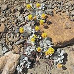 Eriogonum alpinum Hábito