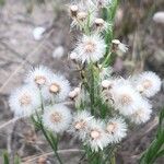 Erigeron bonariensis Fruit