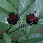 Guatteria punctata Flower