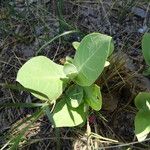 Calotropis procera 叶