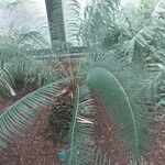 Cycas panzhihuaensis 葉