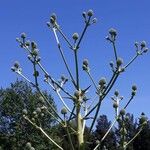 Eryngium horridum Çiçek