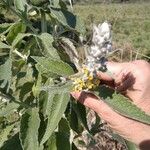 Buddleja stachyoides Yaprak