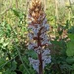 Orobanche crenata Flor