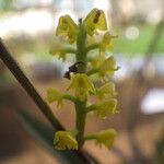 Polystachya golungensis Flor
