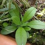 Myosotis nemorosa Folha