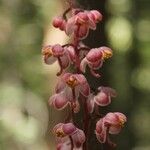 Pyrola picta Fruto