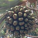 Pandanus utilis Frucht