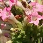 Nicotiana tabacum Blomma