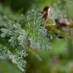 Pedicularis mixta Leaf