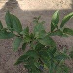 Brunfelsia uniflora Leaf