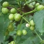 Zanthoxylum bungeanum 果實