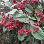 Cotoneaster coriaceus果實