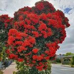 Corymbia ficifolia Celota