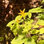 Hieracium prenanthoides Blüte