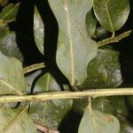 Dipteryx oleifera Folha