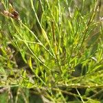 Genista florida Leaf