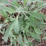 Salvia apiana Leaf