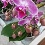 Phalaenopsis spp. ফুল