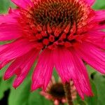 Echinacea purpureaKvět