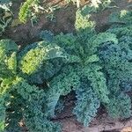 Brassica oleracea Blad