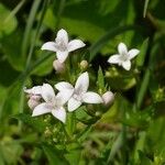 Houstonia longifolia Virág