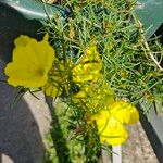 Oenothera hartwegii