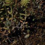 Teucrium rouyanum Blad